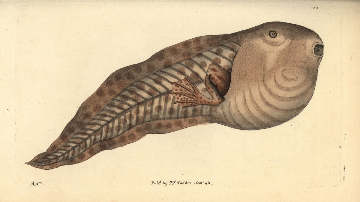 تصویر بچه قورباغه متناقض