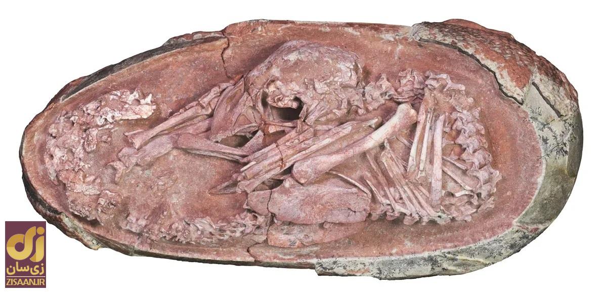 دایناسور ۷۲ میلیون ساله