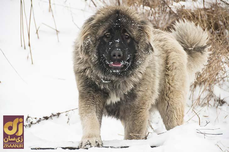 سگ قفقازی شاهسون؛ این سگ بزرگترین نژاد سگ در ایران است سگ قفقازی شاهسون در برف