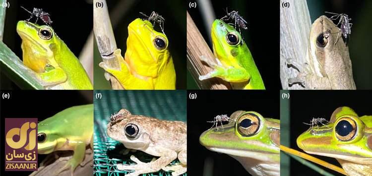 چرا پشه‌ها عاشق سوراخ بینی غورباقه‌ها هستند؟
