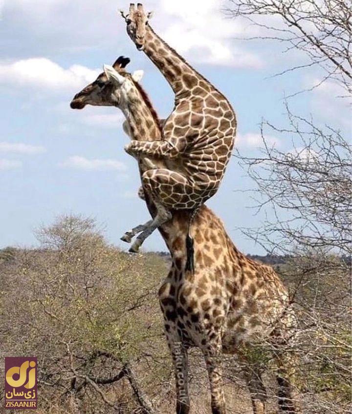 (عکس) تصویری از یک زرافه که به شکل عجیبی روی یک زرافه دیگر آویزان شده است آویزان شدن یک زرافه به زرافه دیگر