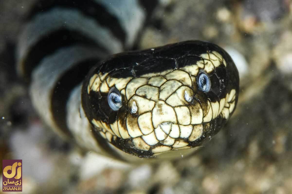 سمی‌ترین مار جهان؛ ماری که میتواند ۲۲ نفر را در چند ثانیه بکشد!