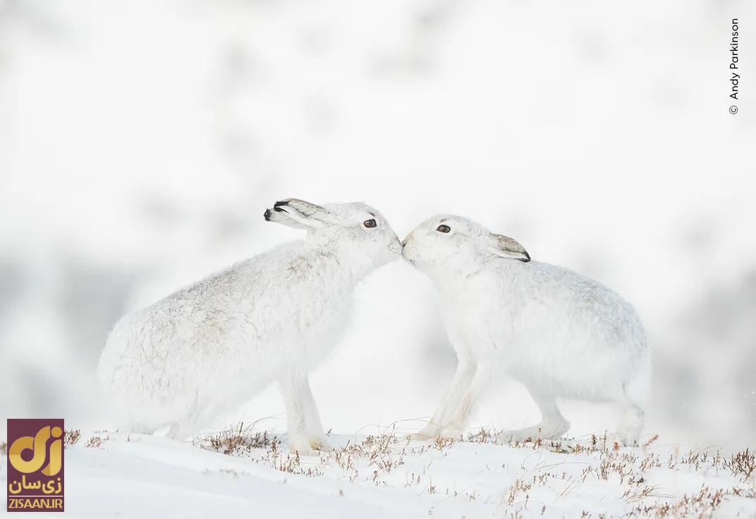 دو خرگوش کوهی