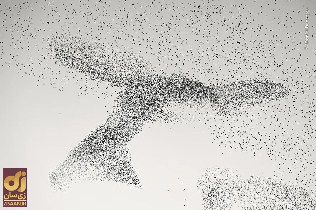 پرندگان در حال پرواز