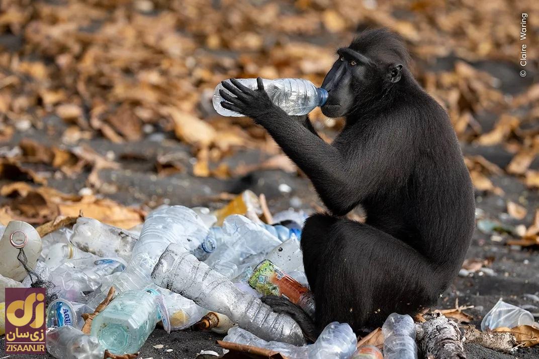 میمون در حال نوشیدن آب کثیف