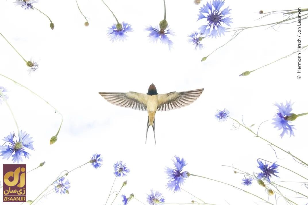 پرنده زیبا در آسمان