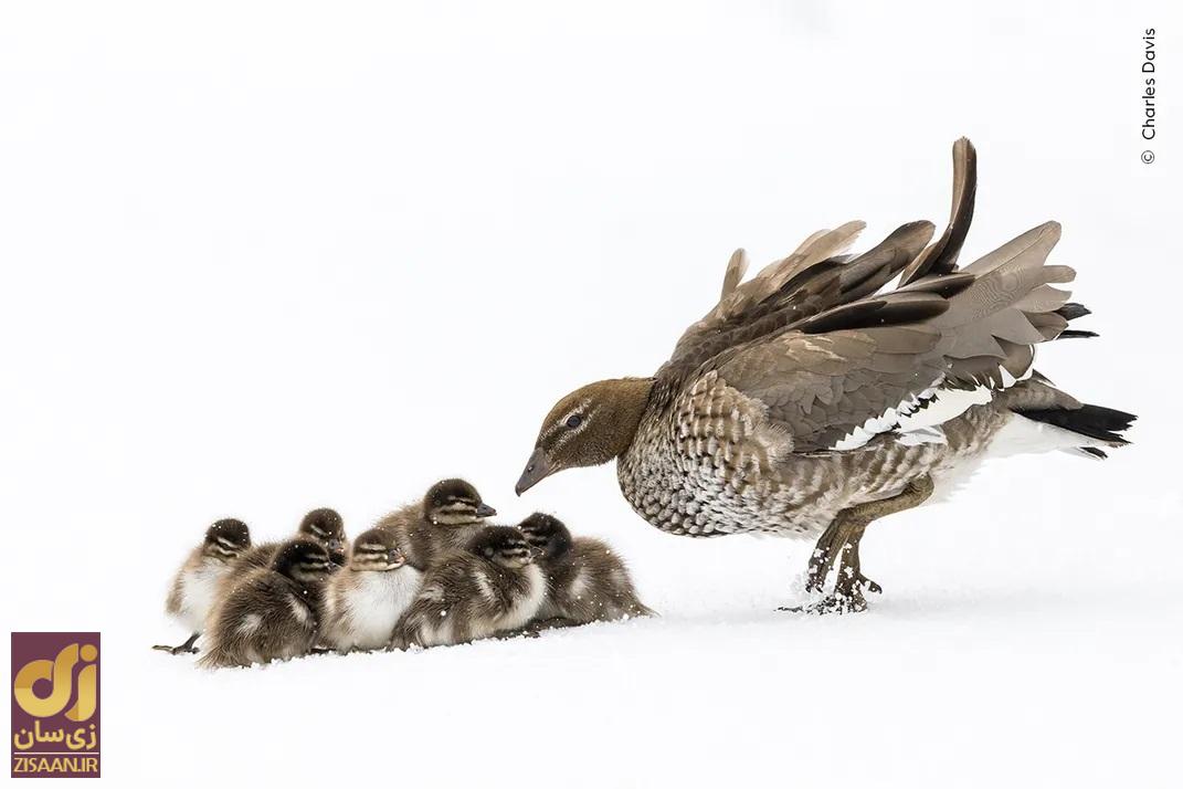 پرنده به همراه بچه هایش