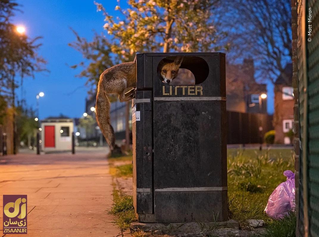حیوان در جاده انسان ها