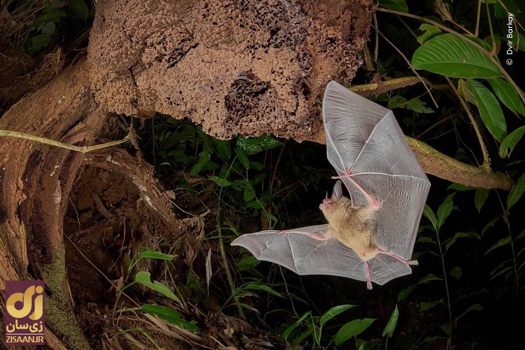 پرنده کوچک و زیبا