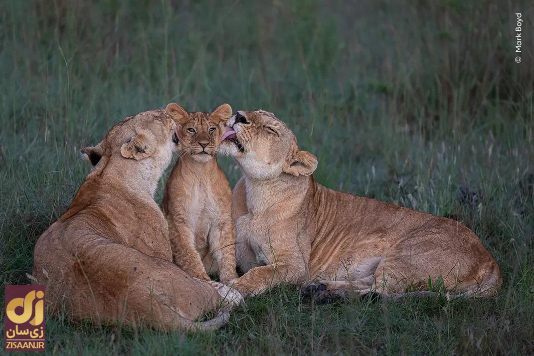 شیرها به بچه شان
