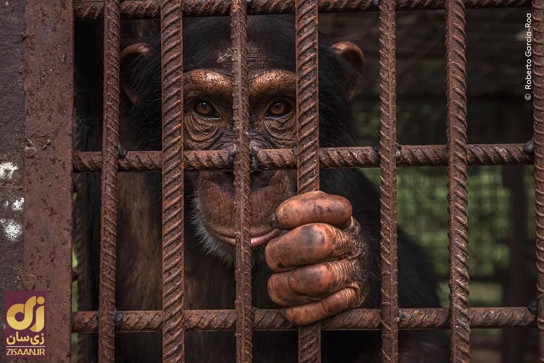 میمون محبوس