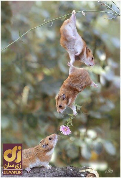 (تصاویر) حیوانی که به همسر خود گل هدیه میدهد! (تصاویر) حیوانی که به همسر خود گل هدیه میدهد!
