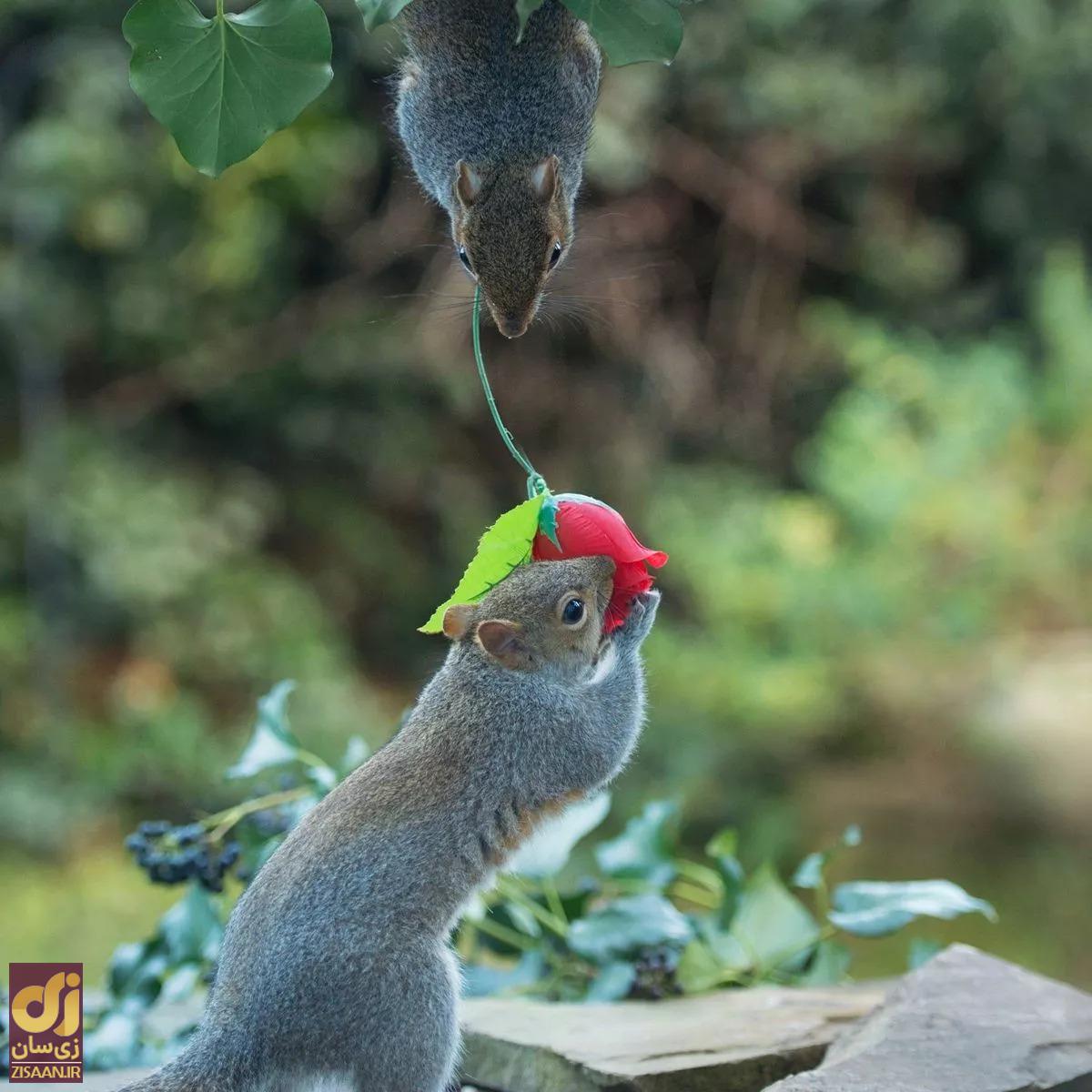 (تصاویر) حیوانی که به همسر خود گل هدیه میدهد! (تصاویر) حیوانی که به همسر خود گل هدیه میدهد!