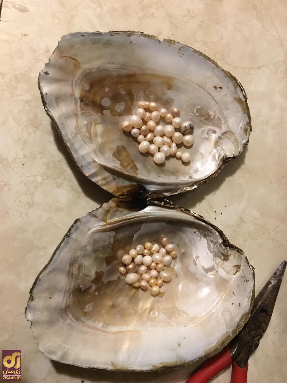 مروارید واقعی چیست و قیمت هر گرم مروارید اصل چقدر است؟