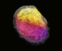 تولید «کوچک‌مغز» از بافت مغز جنین