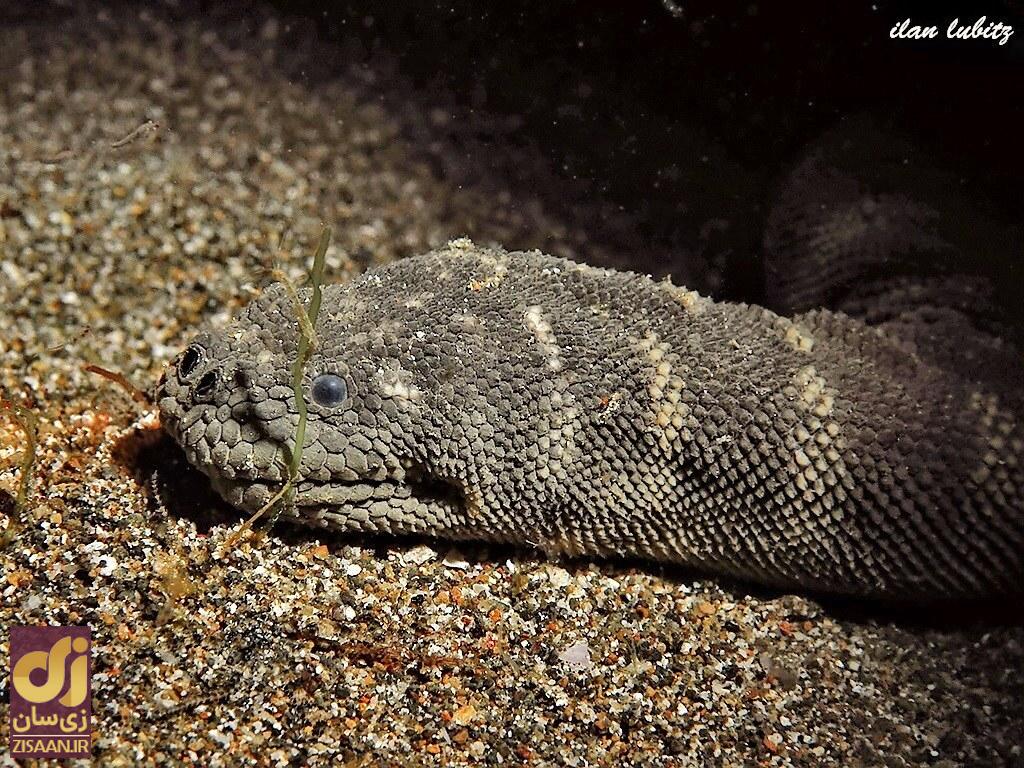 سمی‌ترین مار جهان؛ ماری که میتواند ۲۲ نفر را در چند ثانیه بکشد!