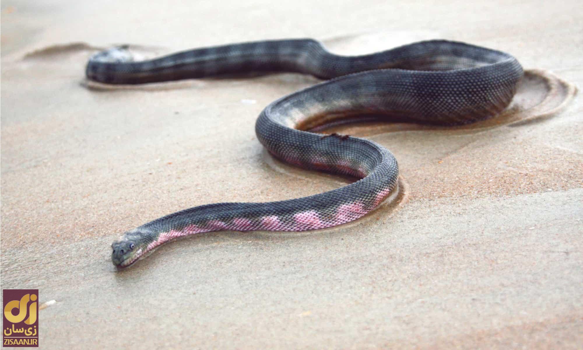 سمی‌ترین مار جهان؛ ماری که میتواند ۲۲ نفر را در چند ثانیه بکشد!