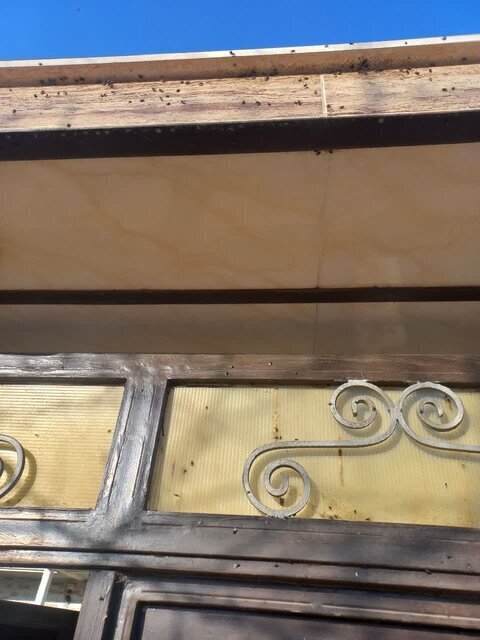 حمله عجیب مگس‌ها به روستا‌های اصفهان + عکس