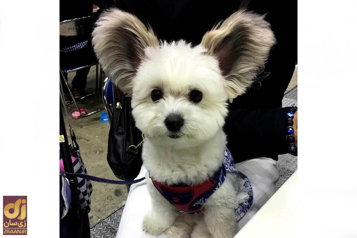 جنجال در چین: آزار حیوانات خانگی برای آنکه شبیه به میکی‌موس شوند!