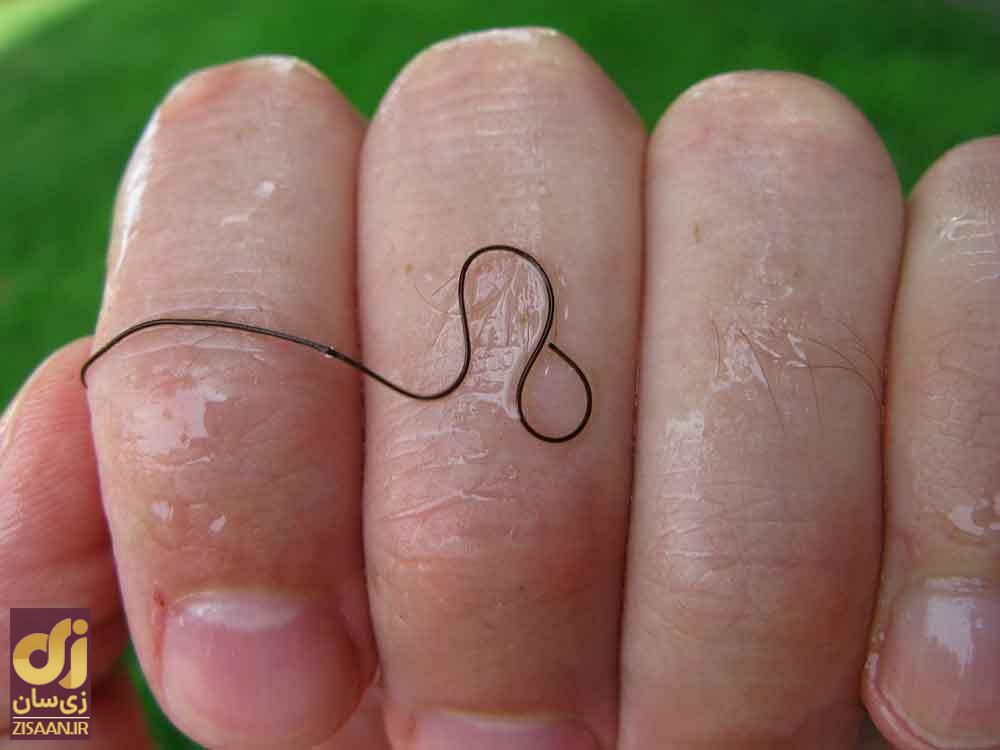 (ویدئو) ترسناکترین حیوان روی زمین تمساح یا کفتار یا اژدهای کومودو نیست؛ از این نخِ باریک فرار کنید! کرم یال اسبی