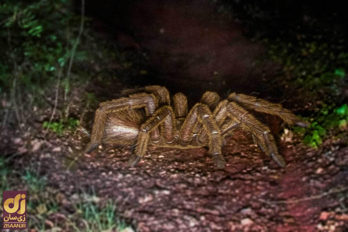 عجیب‌ترین و افسانه‌ای‌ترین موجودات ناشناخته دنیا