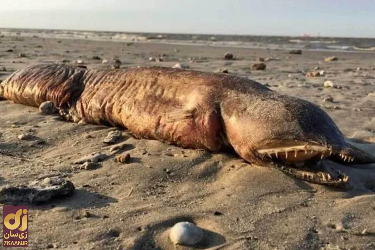 عجیب‌ترین و افسانه‌ای‌ترین موجودات ناشناخته دنیا