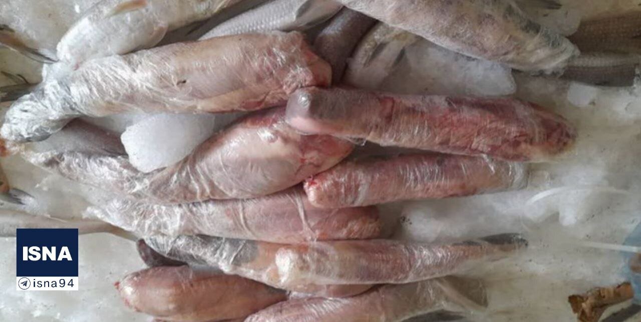 کشف یک محموله زبان گراز در کشور زبان گراز