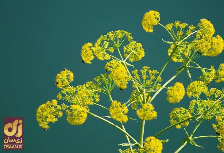 گیاه آنغوزه چیست؟ آیا آنقوزه مفید است؟ گیاه آنغوزه چیست؟ آیا آنقوزه مفید است؟