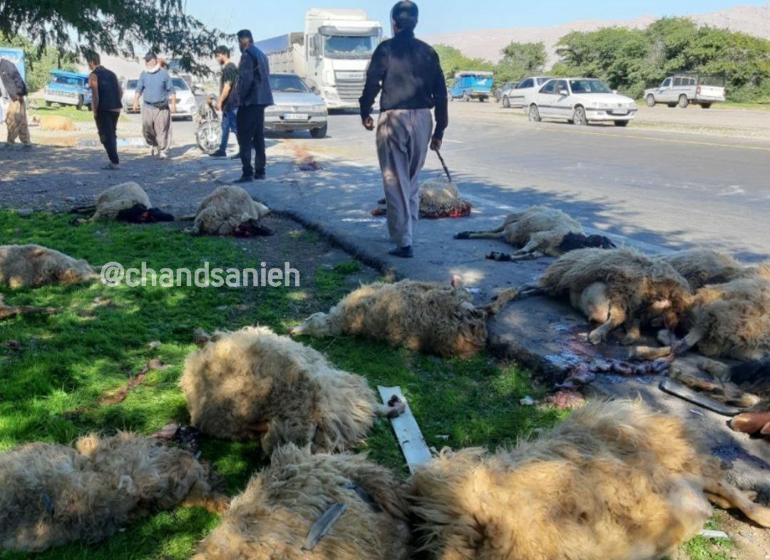 عکسی از تصادف شدید پژو پارس با گله احشام عکسی از تصادف شدید پژو پارس با گله احشام