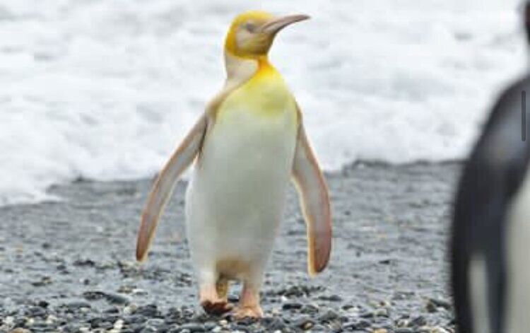 (تصاویر) تصاویری بسیار عجیب  یک پنگوئن زردزنگ