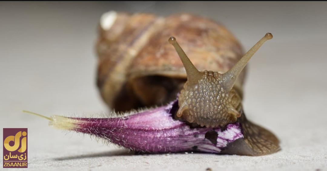 حیوانی که ۳۷۰ برابر انسان دندان دارد اما دیده نمی‌شود!