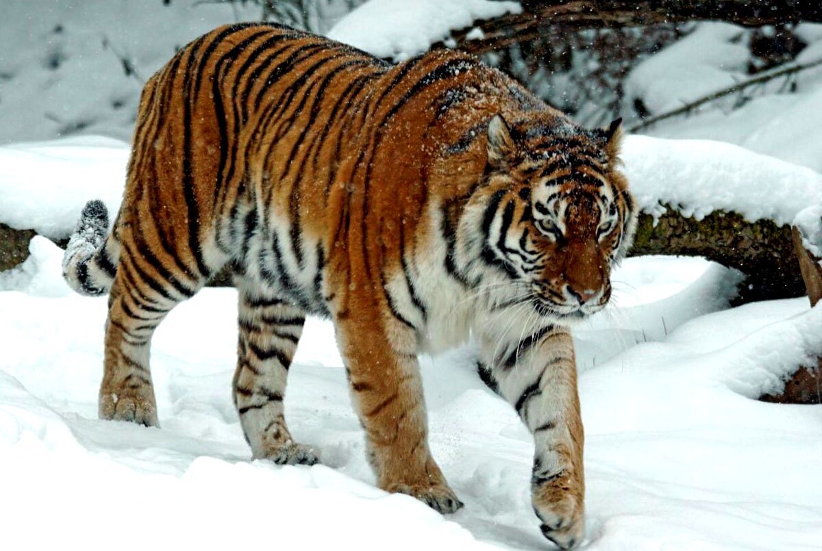 ماموریت متفاوت ولادیمیر پوتین در شرایط جنگی!