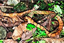 (عکس) کشف اتفاقی یک گونه جدید از مار!