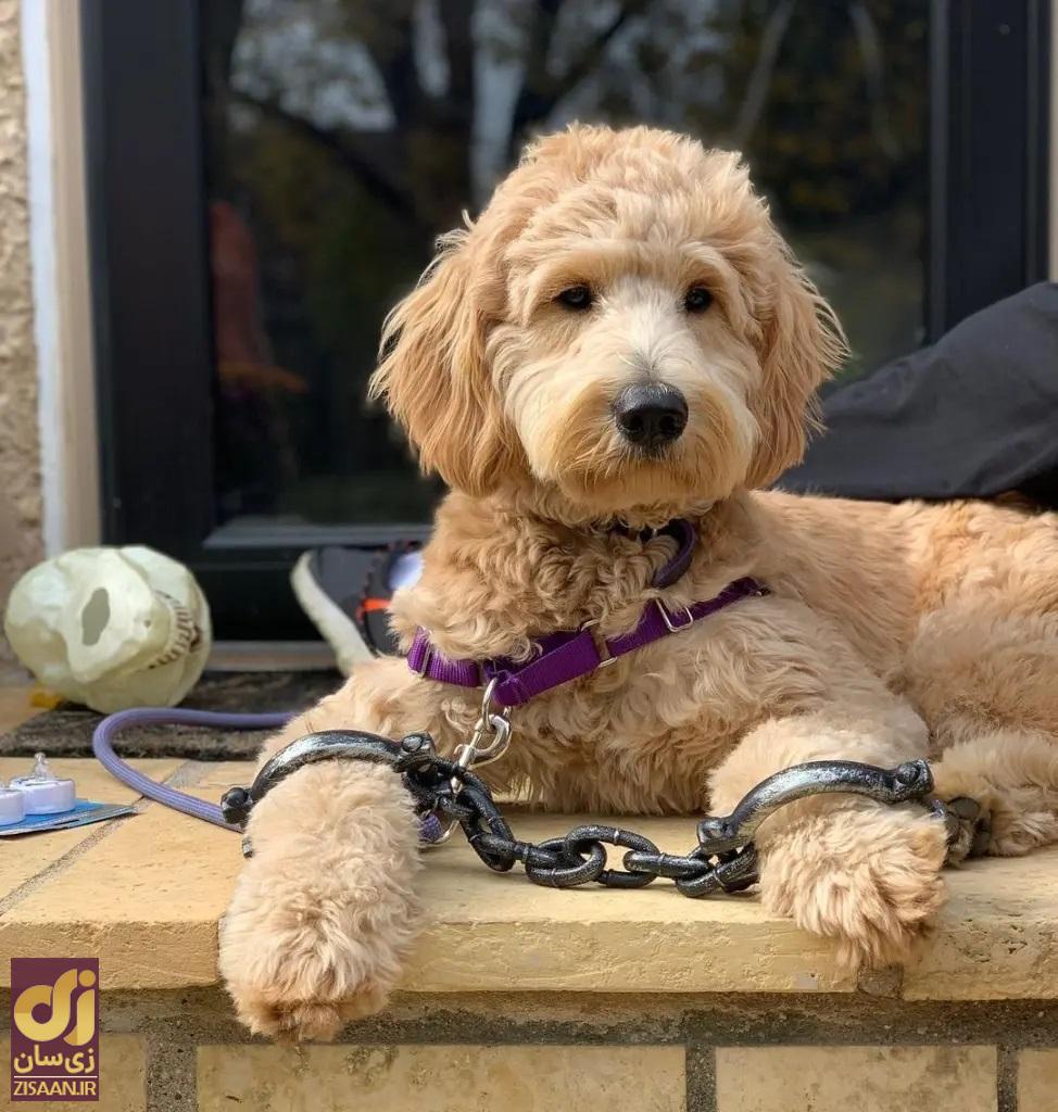 حیوان خانگی