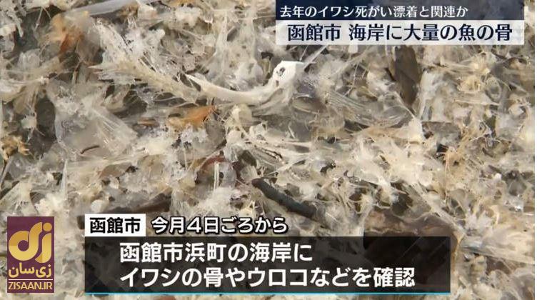 اتفاقی عجیب در ساحل ژاپن: برف یا استخوان؟!