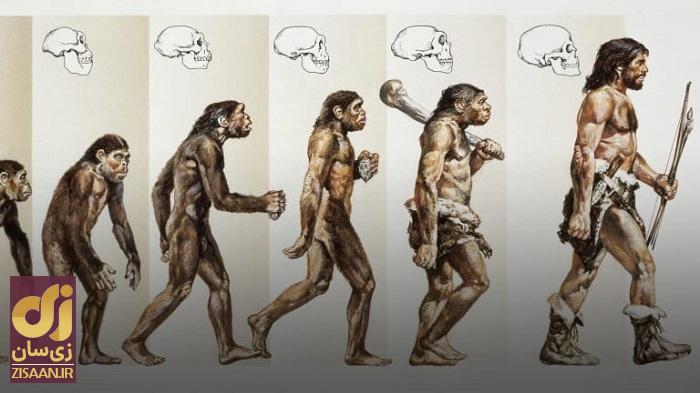 نقش عجیب گوش میمون؛ راز دو پا بودن انسان فاش شد!