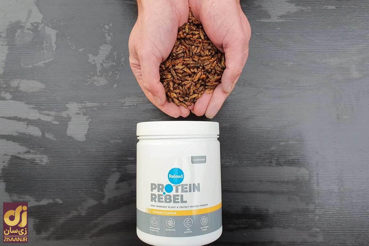 پروتئین جیرجیرک چیست؟! با خواندن این مطلب طرفدار خوردن حشرات میشوید! پروتئین جیرجیرک چیست؟! با خواندن این مطلب طرفدار خوردن حشرات میشوید!