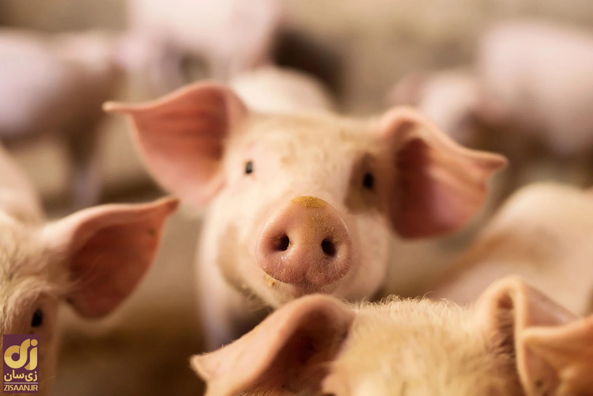 چشم خوک بریان