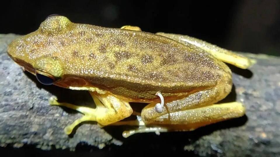 تصویر باورنکردنی از رشد یک قارچ در بدن یک قورباغه تصویر باورنکردنی از رشد یک قارچ در بدن یک قورباغه