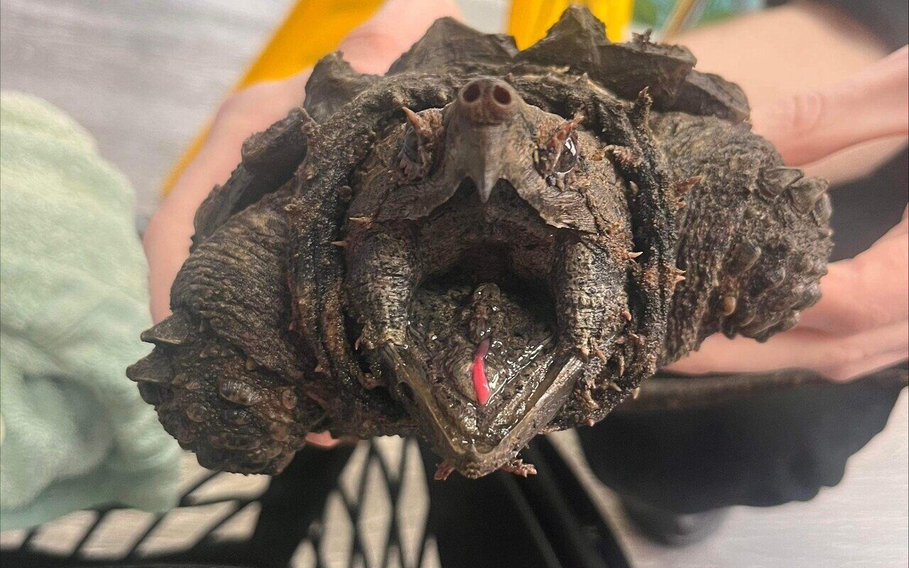 عجیب، اما واقعی؛ این حیوان ترسناک یک لاک‌پشت است!