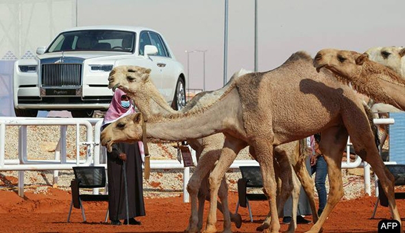 شتر ۱۸ میلیون دلاری