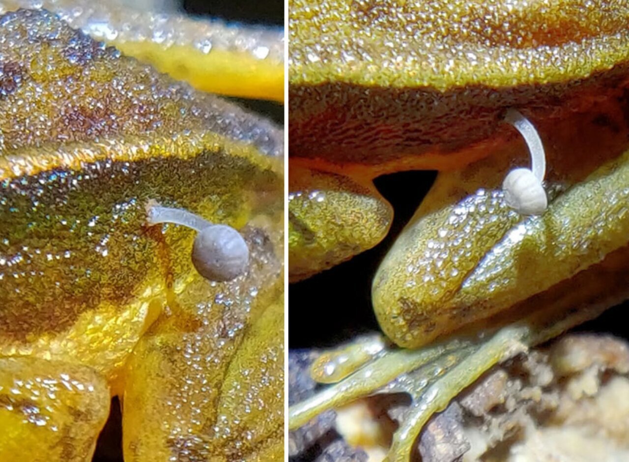 باورنکردنی و ترسناک؛ قارچ روی یک قورباغه زنده رشد کرد