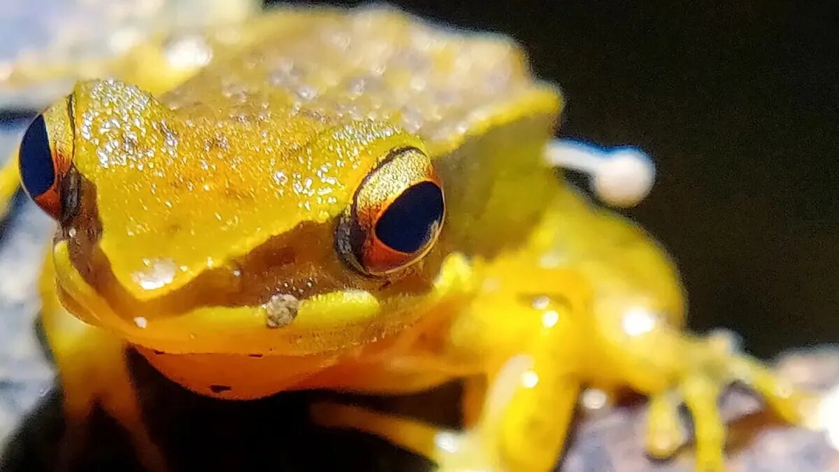 قارچ روی قورباغه زنده