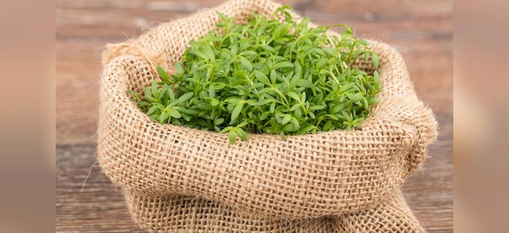 آموزش کاشت سبزه شاهی برای عید نوروز آموزش کاشت سبزه شاهی برای عید نوروز