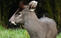 (عکس) عجیب‌ترین گوزن جهان با دندان ببر!