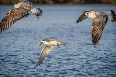 ایران میزبان ۵درصد از پرندگان مهاجر جهان است