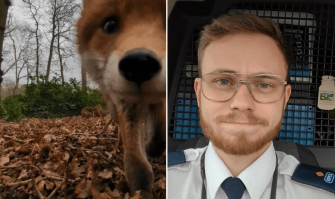 سلفی یک روباه کنجکاو