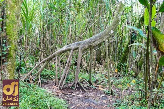 (تصاویر) شایعه عجیب؛ آیا درختان نخل می‌توانند راه بروند؟