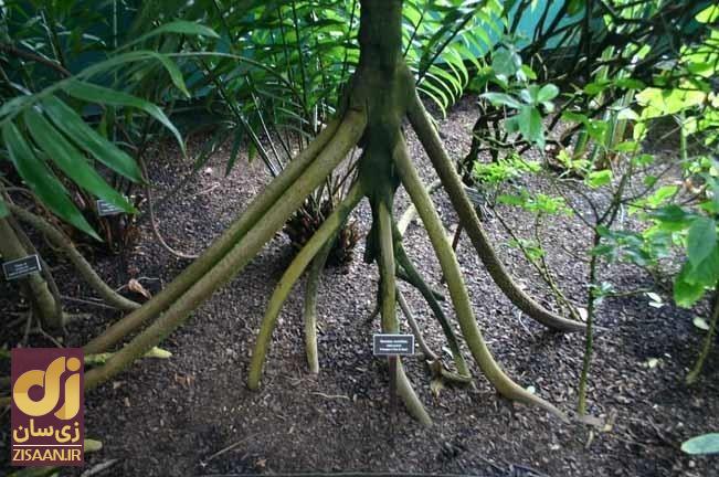 (تصاویر) شایعه عجیب؛ آیا درختان نخل می‌توانند راه بروند؟