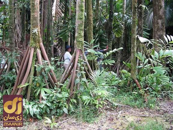 (تصاویر) شایعه عجیب؛ آیا درختان نخل می‌توانند راه بروند؟